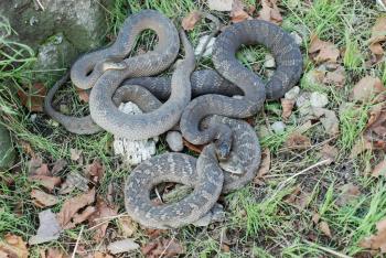 Lake Erie Watersnake