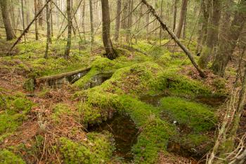 Tory's Woods Preserve
