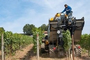 Machine harvesting at Sokol Blosser