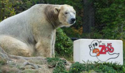 Boo at the Zoo Polar Bear