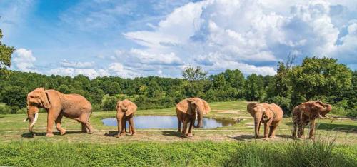 NC Zoo Elephants
