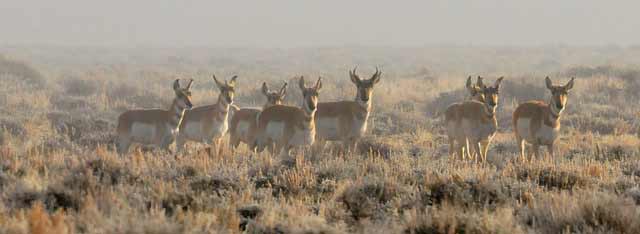 Herd Of Pronghorn | Pixabay Image