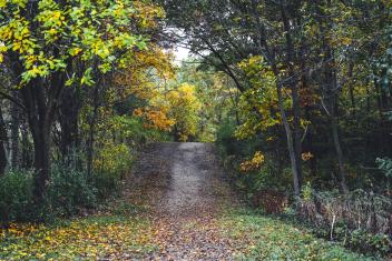 Wooded path in the Town of Lyons