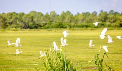 Birds in Flight at Babcock Ranch Eco-Tours