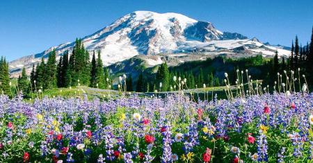 Wildflowers at Paradise at Mount Rainier