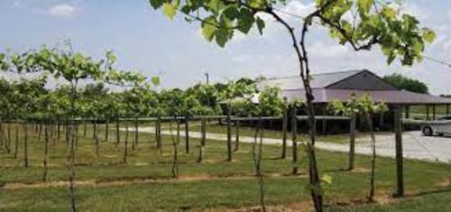 Native Trails Winery