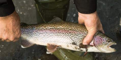Mat Su Valley Fishing Salmon Fly Fishing More Mat Su Cvb