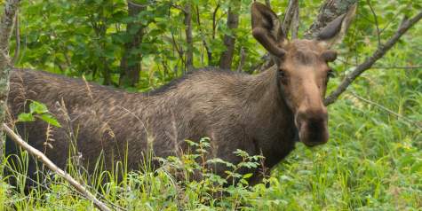 Guides To Wildlife Watching Birding In The Mat Su Valley
