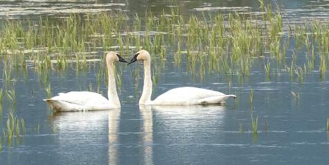 Guides To Wildlife Watching Birding In The Mat Su Valley