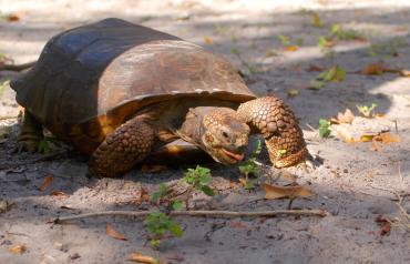 Closeup of a gopher tortoise on the sand, having a snack.