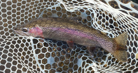 Rainbow Trout | Photo: Wild Trout Outfitter Guide Joe Vallatis