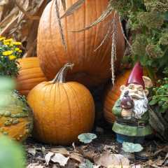 Garden gnome hiding with pumpkins at the Botanical Conservatory's Punkin Path exhibit