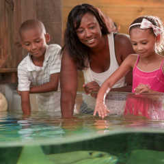 Pet the Stingrays at the Fort Wayne Children's Zoo