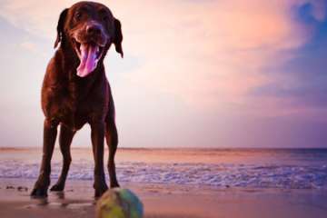 Dog Friendly Beaches On The Outer Banks