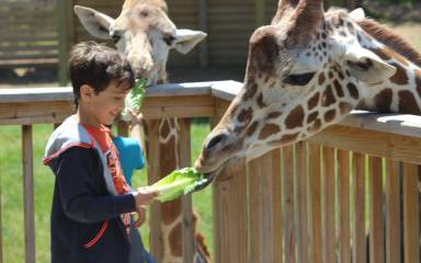 Elmwood Park Zoo Giraffe Feeding