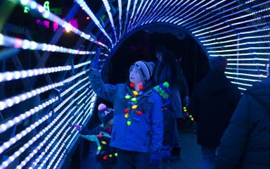 wild lights