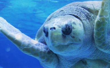 big turtle