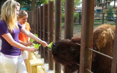 Valley Forge Park - Bison Feeding