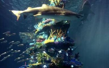 Underwater Christmas tree