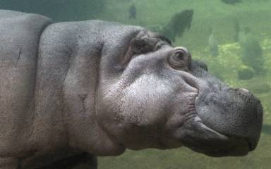 Hippo