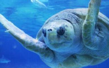 Sea Turtle