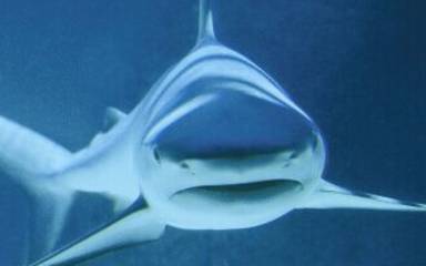 Shark