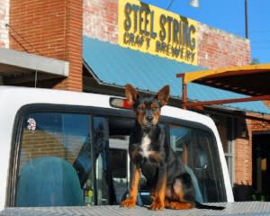 Steel String pup