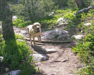 Yellow lab on a hike
