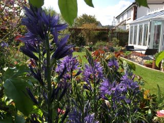 Purple flowers bloom in a vibrant garden with a lush green lawn and assorted plants. A sunny day highlights a cozy house with a glass conservatory.