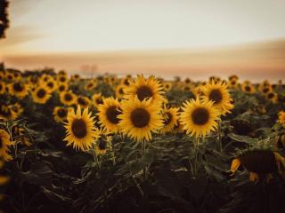 Sunflowers