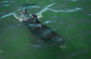 Friendly Dolphin in Punta Gorda/Englewood Beach