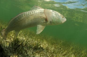 Redfish on grass flats