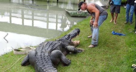 Beaumont's Big Texas: Alligator
