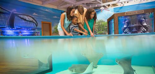 The stingray touch pool at the Marine Science Center