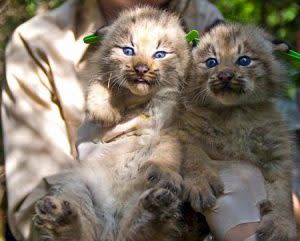 Lynx Kittens | Pixabay Image