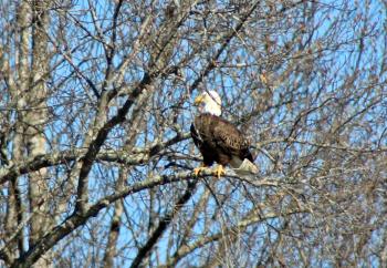 Bird- Bald Eagle