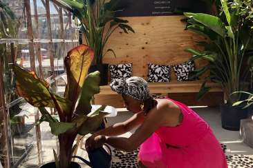 One of the owners of Black Girls Greenhouse tends to a Red Abyssinian Banana Tree plant.