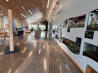 mississippi gateway fish