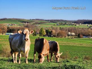 Mapes Farm Fresh Dairy Cows in a green grassy field
