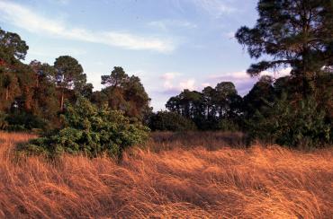 Prairie grasses waving in the wind at Babcock/Webb Wildlife Management Area State Preserve