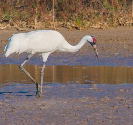 A lone white whooping crane stands in a marsh