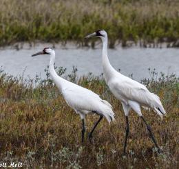A pair of whooping cranes walk together through marsh