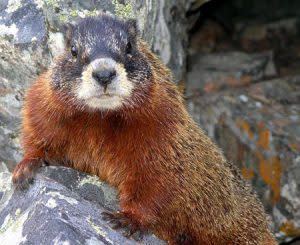 Marmot | Pixabay Image