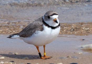 Piping Plover