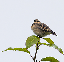 Northern Wheatear