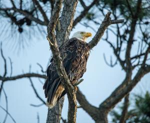 bald eagle sitting in pine tree