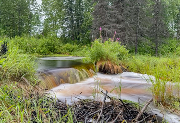 Petersville Road Stream