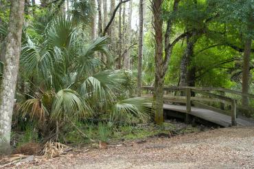 Footbridge in the trees at Babcock/Webb Wildlife Management Area