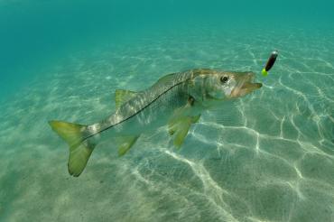 Snook chases a lure underwater