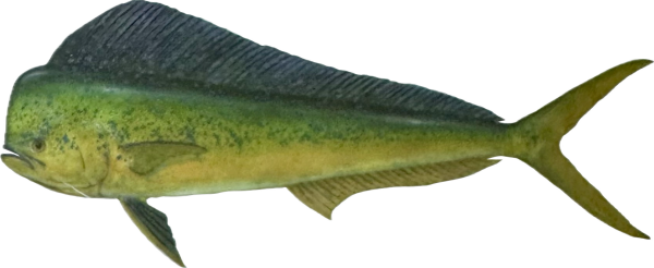 Mahi Mahi